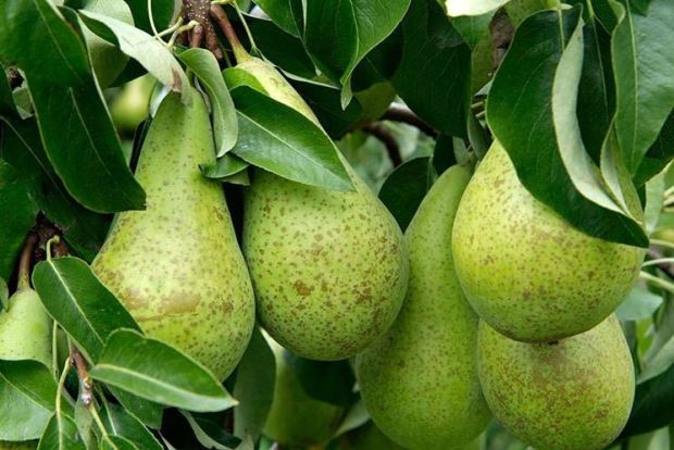 PERO CONFERENCE - PYRUS COMMUNIS 