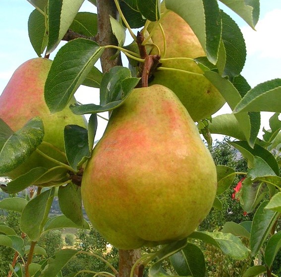 PERO WILLIAM - PYRUS COMMUNIS 