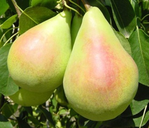 PERO COSCIA - PYRUS COMMUNIS 