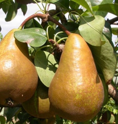 PERO KAISER - PYRUS COMMUNIS 