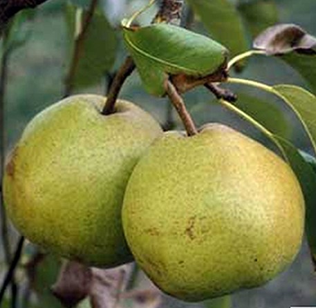 PERO PASSACRASSANA - PYRUS COMMUNIS 