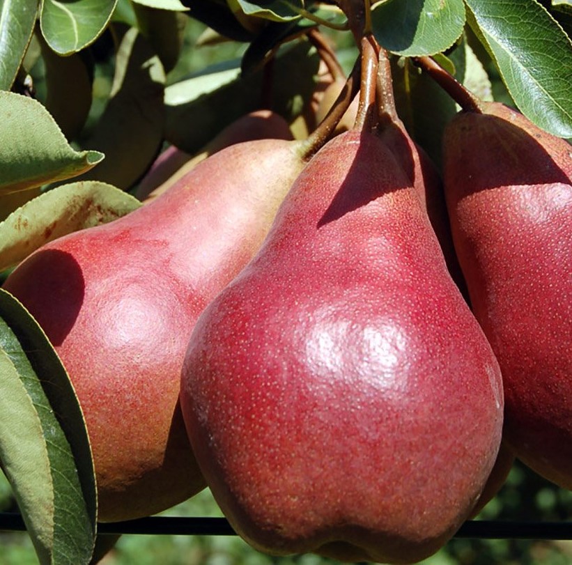 PERO WILLIAM ROSSO - PYRUS COMMUNIS 
