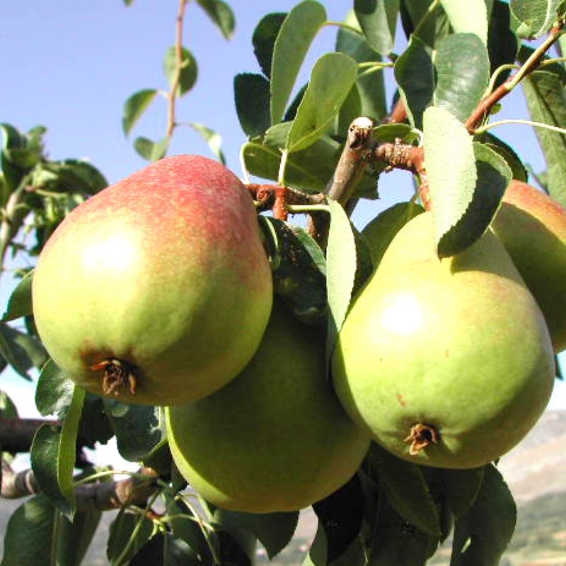 PERO SANTA MARIA - PYRUS COMMUNIS 