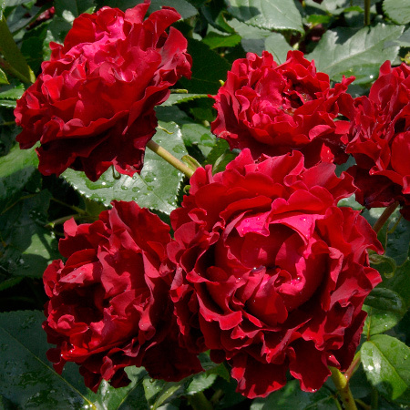 HOMMAGE A BARBARA®