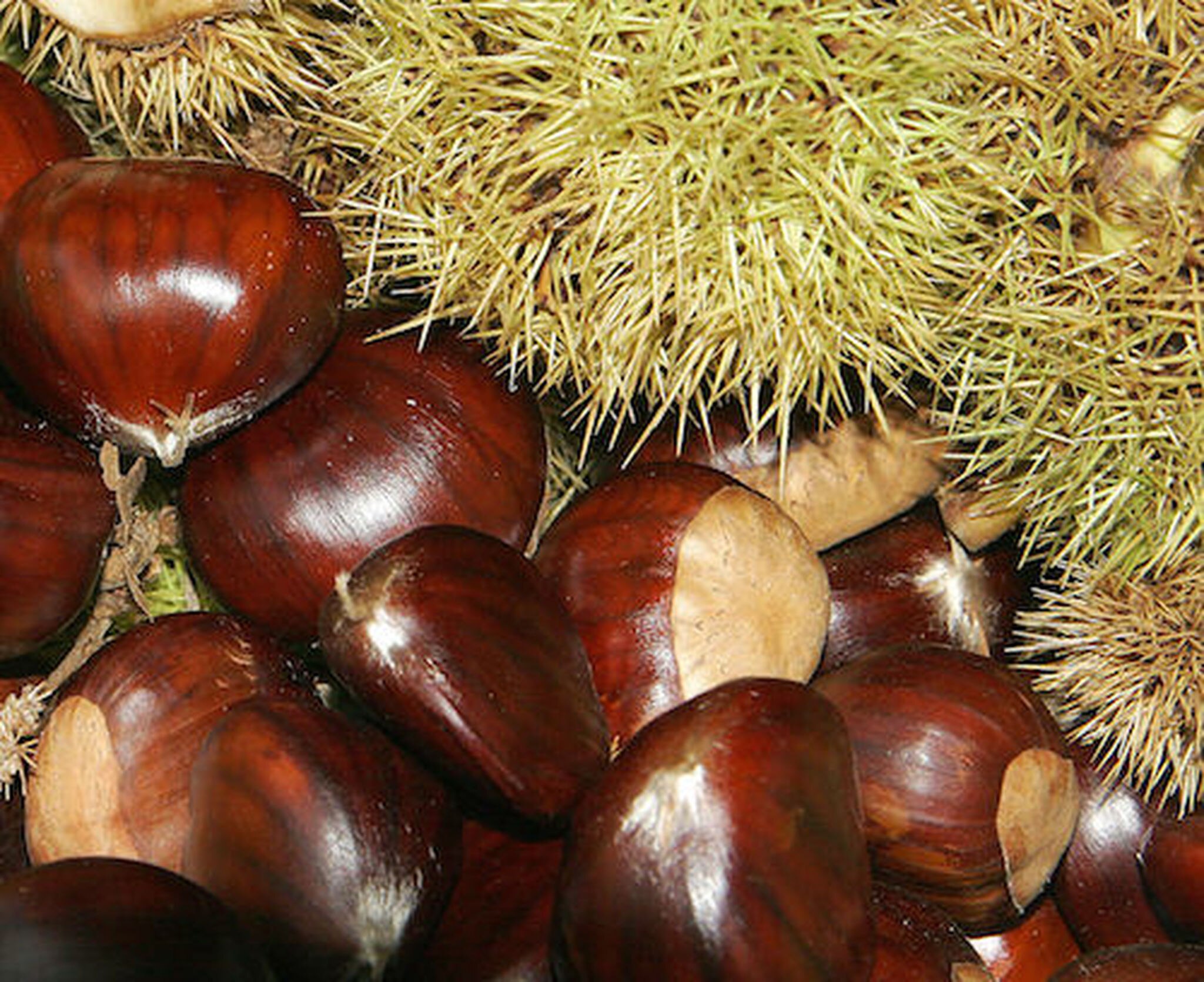 CASTAGNO BOUCHE DE BETIZAC - CASTANEA SATIVA