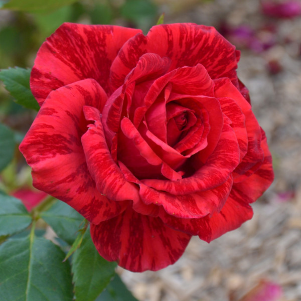 RED INTUITION