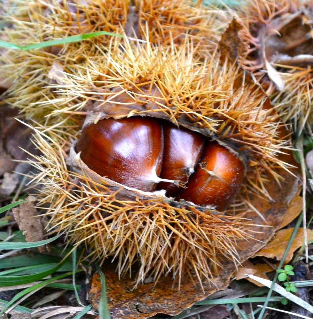 CASTAGNO MARRONE - CASTANEA SATIVA