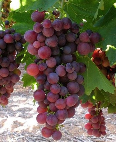UVA DA TAVOLA BACCA ROSSA - VITIS VINIFERA
