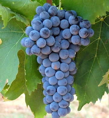 UVA DA VINO ROSSA (BARBATELLE) 
