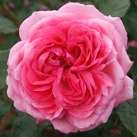 LA ROSE DE MOLINARD®