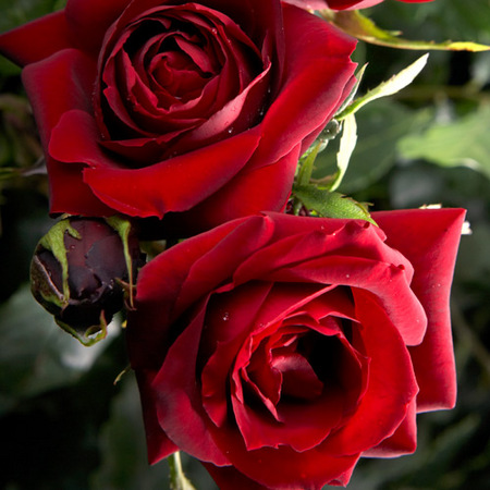 PERLE NOIRE®