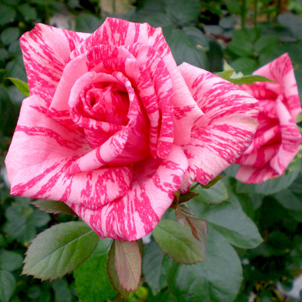 PINK INTUITION®