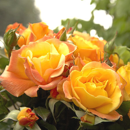 SOLEIL DU MONDE®