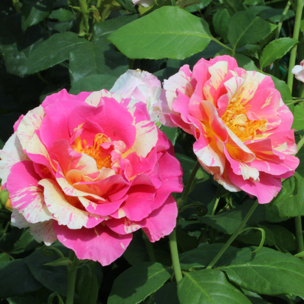 CLAUDE MONET®