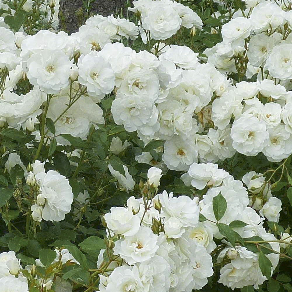 ICEBERG® - BLANCHE NEIGE®