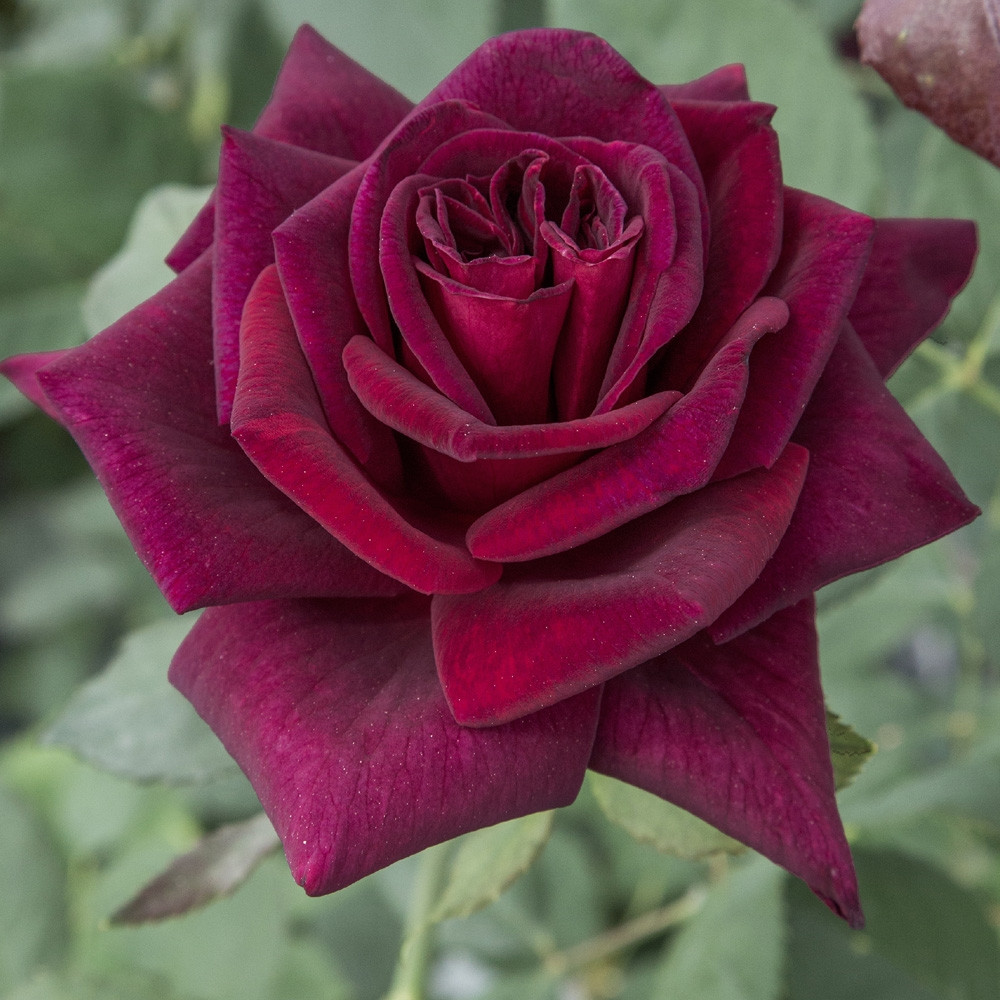 BLACK PERFUMELLA®