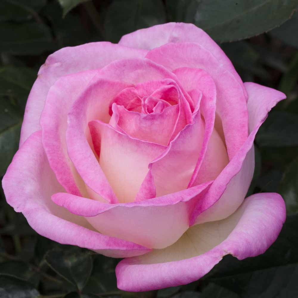 PRINCESSE DE MONACO®