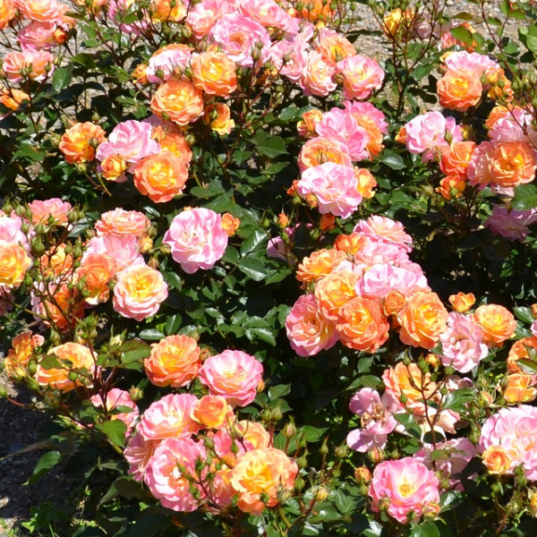 BORDURE CAMAIEU®