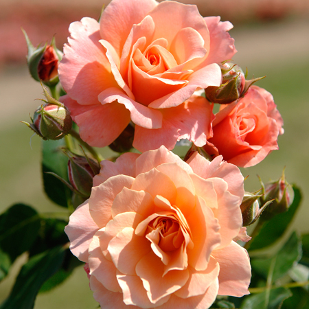 BORDURE APRICOT®