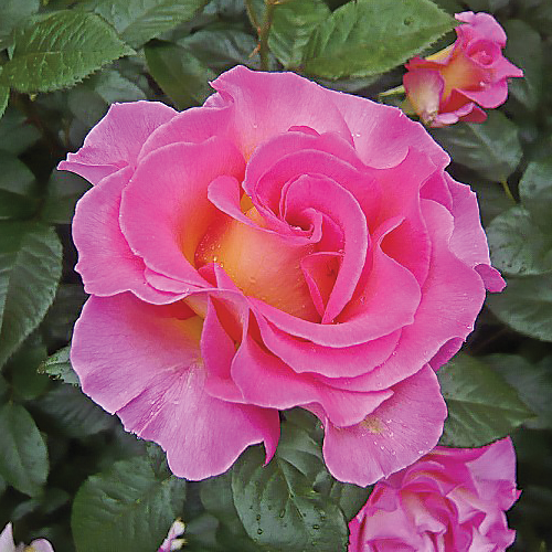 PINK PARADISE®