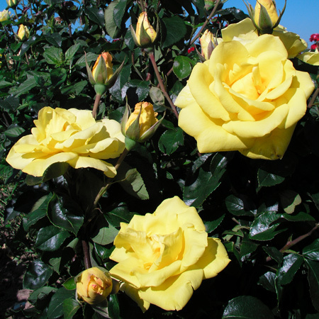 O SOLE MIO