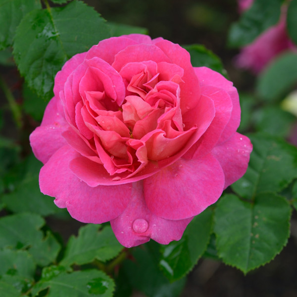MADAME BOVARI